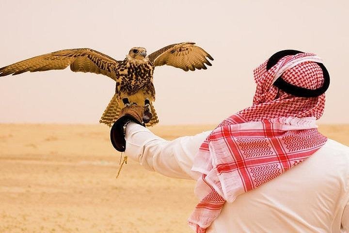 Falconry Display