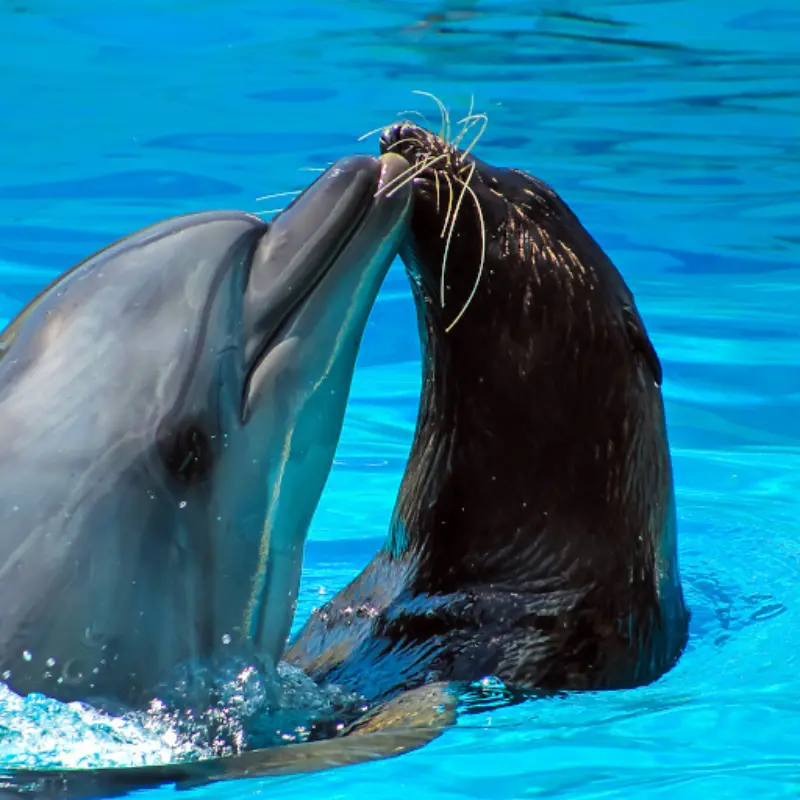 Dolphin and seal show